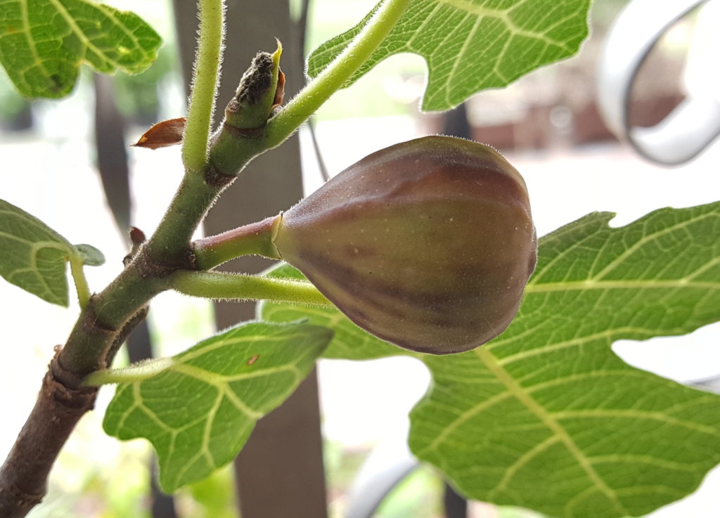 A delicious fig - the reward for good fig tree care