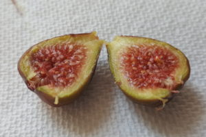 The ripe fig. Mmmm, yummy.