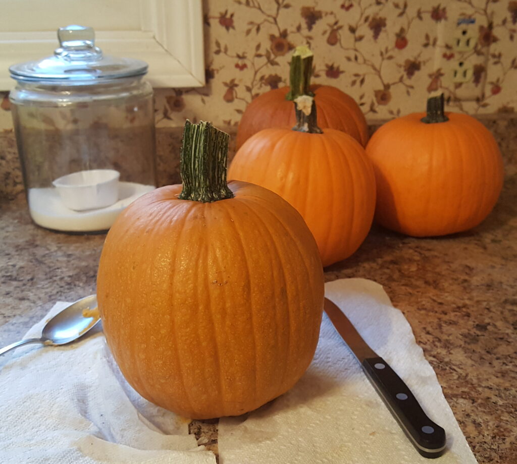 Homegrown pumpkins, ready to be turned into pie