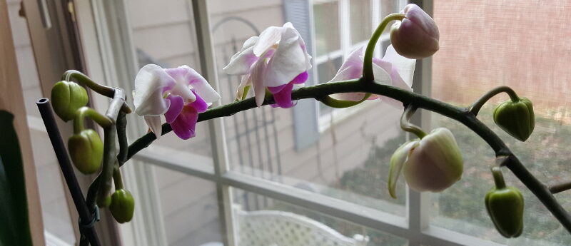 Phalaenopsis orchid blooms