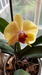 The Orchid Blooms At Last