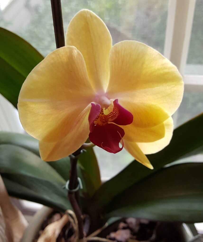 The Phalaenopsis Orchid blooms at last!