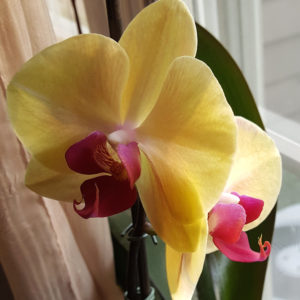 Yellow Orchid Blooms