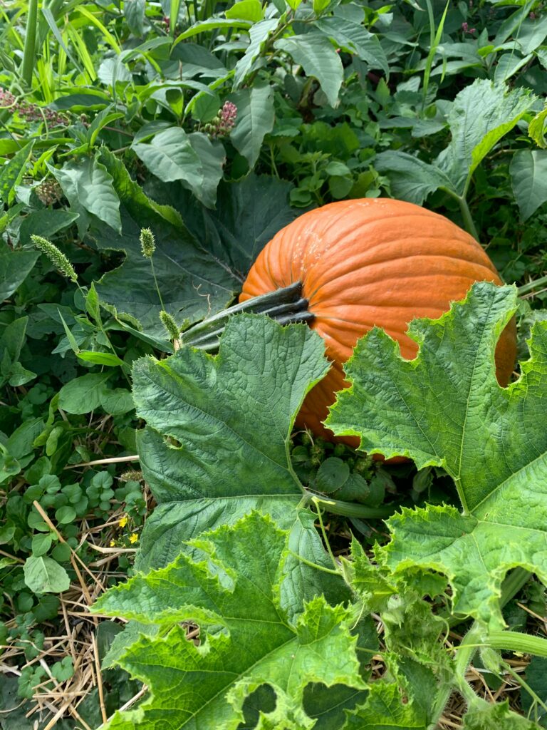 A pumpkin growing in the field