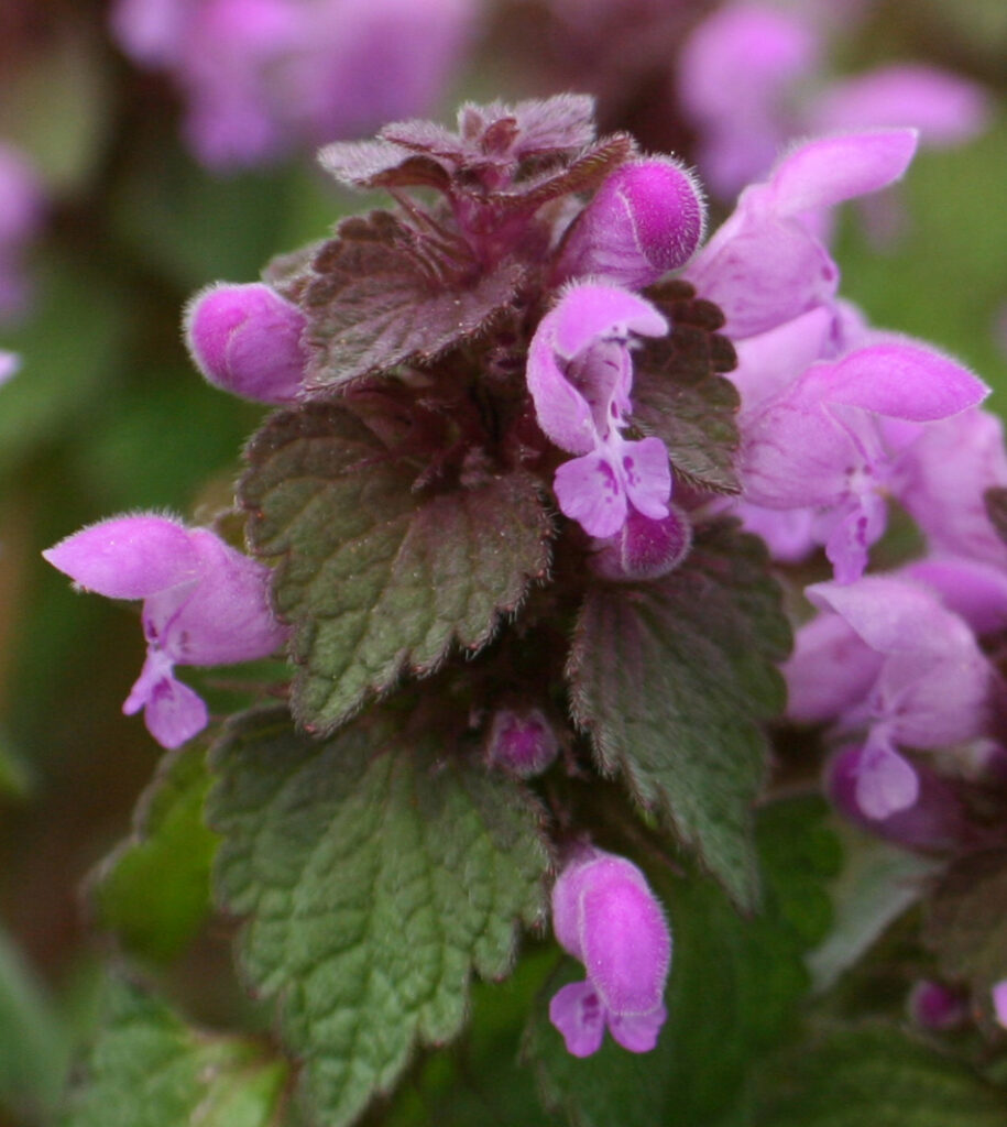 Purple Deadnettle