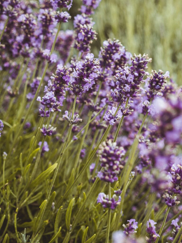 Lavender